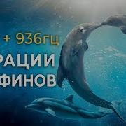 Песни Дельфинов