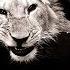 MACAN Kiliana Спокойной ночи