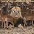 Lion In Ramzan Islamic Roza Shorts Funny Faizvines