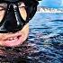 Spearfishing Speedrun Challenge Groupers Dentex Gilthead Seabream Sargus